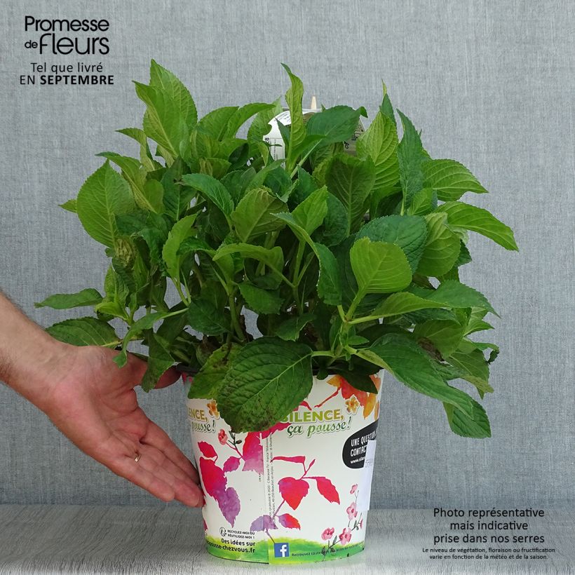 Hydrangea macrophylla Stellar Bleu 4L/5L pot sample as delivered in summer