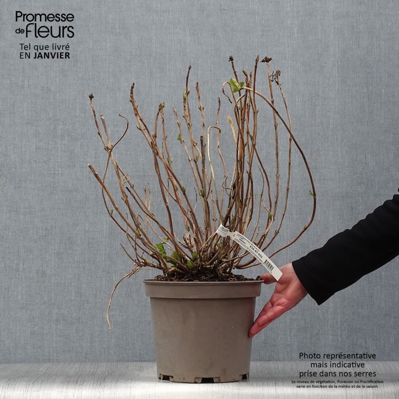 Hydrangea macrophylla Stellar Bleu 7.5L/10L pot sample as delivered in winter