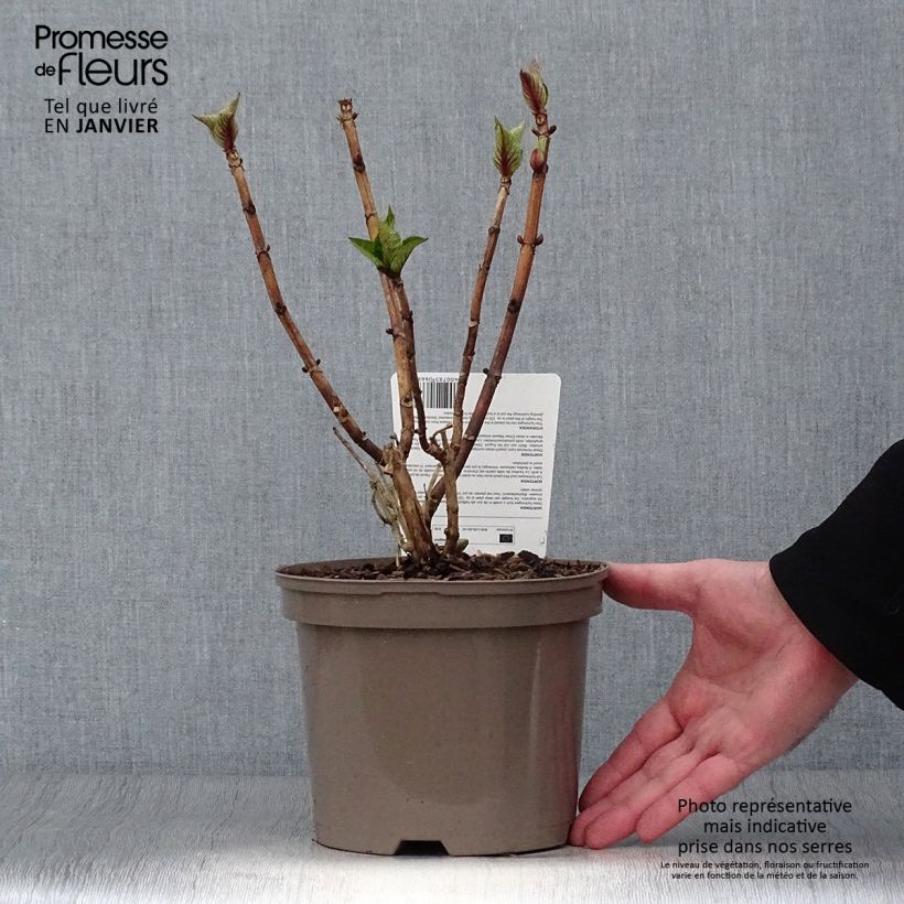 Hydrangea macrophylla Teller Blue 2L/3L pot sample as delivered in winter