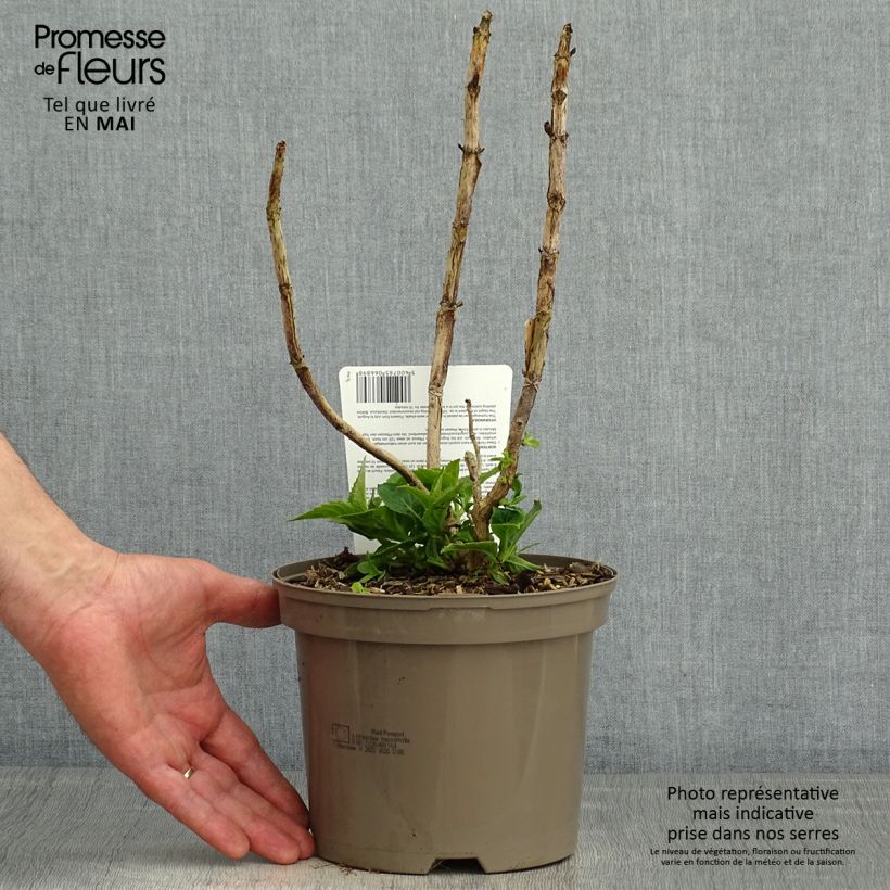 Hydrangea macrophylla Teller Blue 2L/3L pot sample as delivered in spring