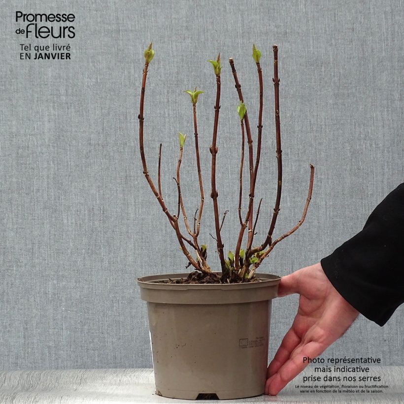 Hydrangea macrophylla White Wave 2L/3L pot sample as delivered in winter