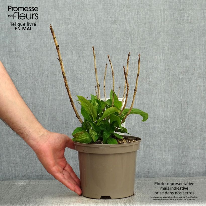 Hydrangea macrophylla White Wave 2L/3L pot sample as delivered in spring