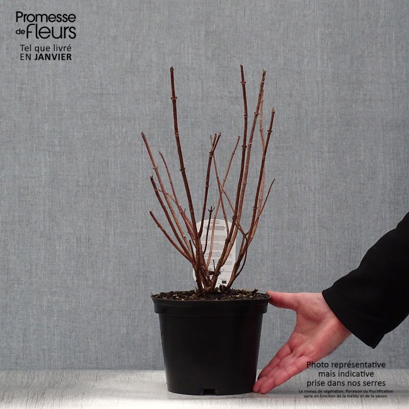 Hydrangea paniculata Dharuma 2L/3L pot sample as delivered in winter