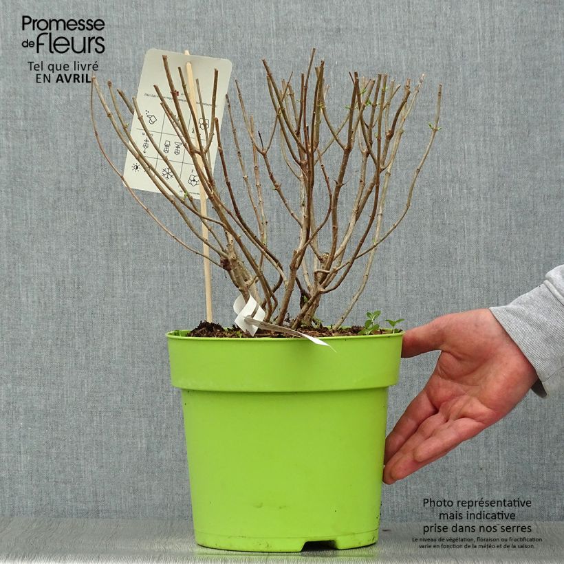 Hydrangea paniculata Pandora 6L/7L pot sample as delivered in spring