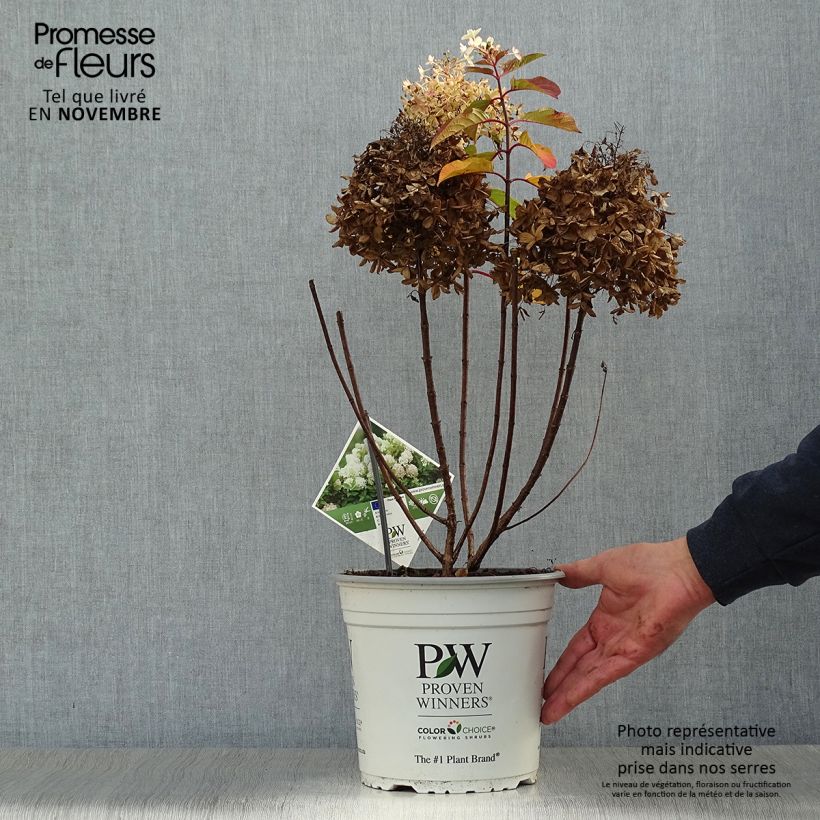 Hydrangea paniculata Fire Light 4L/5L pot sample as delivered in autumn
