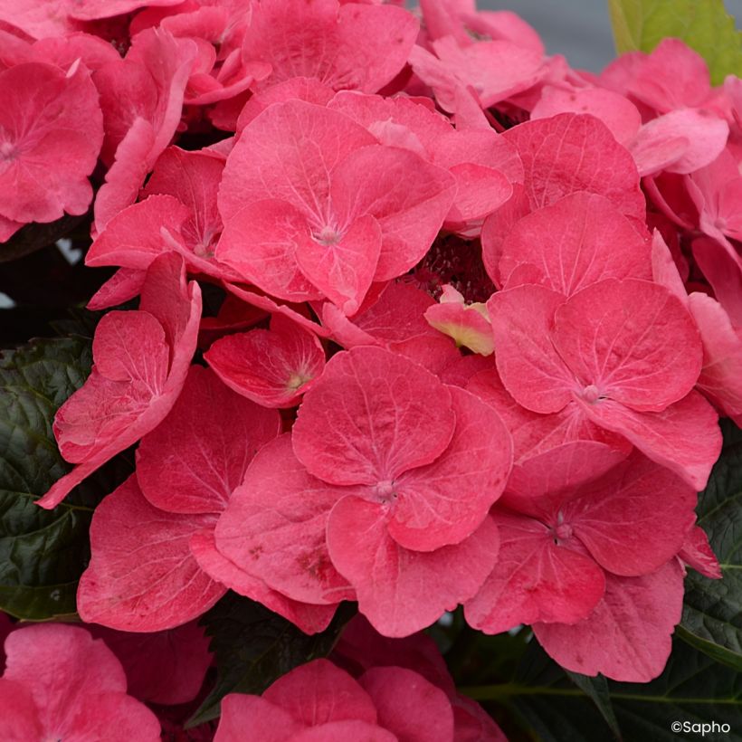 Hydrangea macrophylla Dolce Fragola (Flowering)