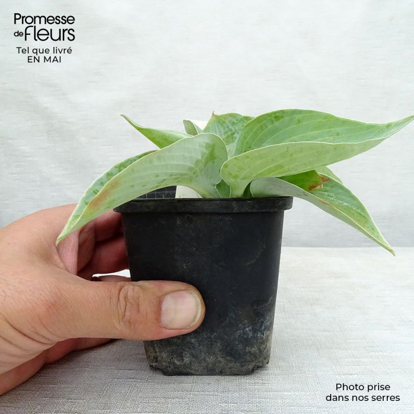 Hosta Abiqua Ariel 8/9 cm pot sample as delivered in spring