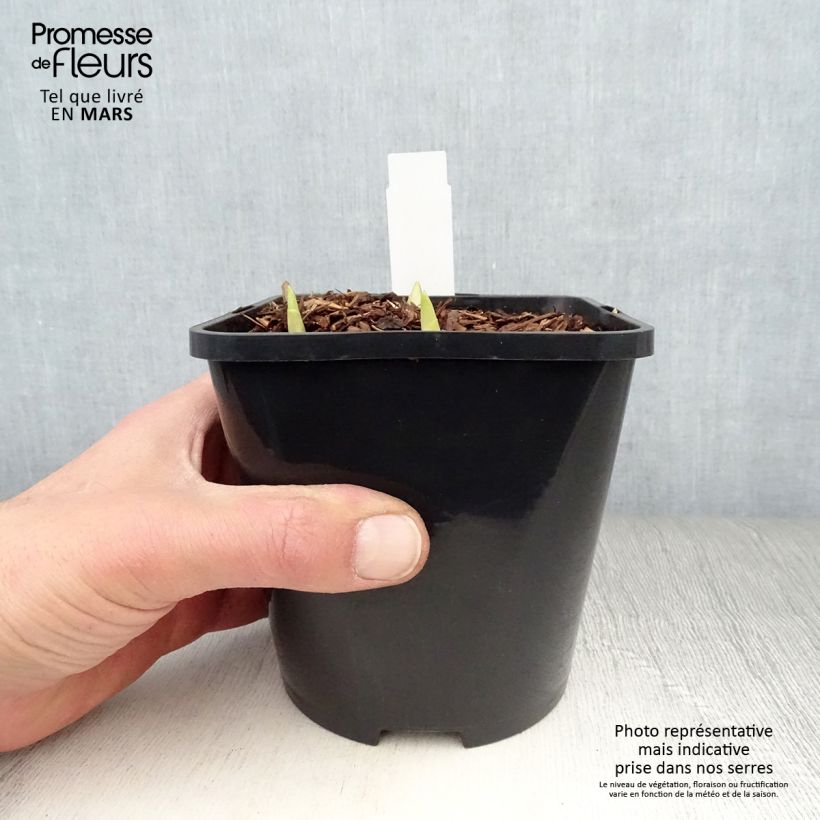 Hosta Adorable 1.5L/2L pot sample as delivered in spring