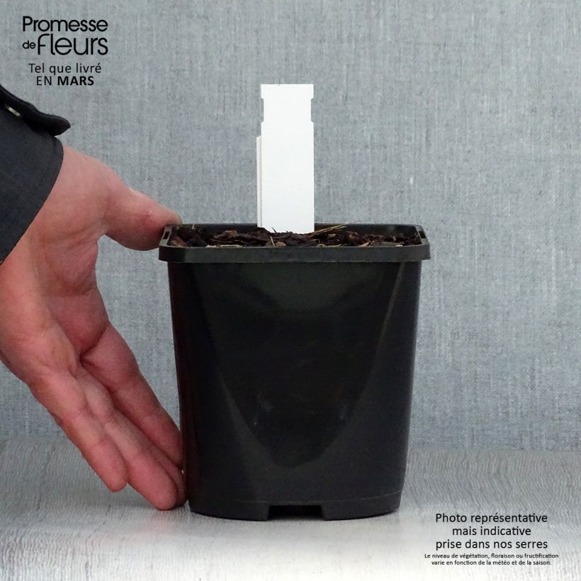 Hosta Alligator Alley 1.5L/2L pot sample as delivered in spring