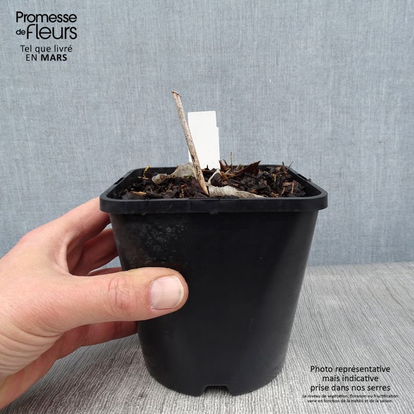 Hosta Alligator Alley 1.5L/2L pot sample as delivered in winter