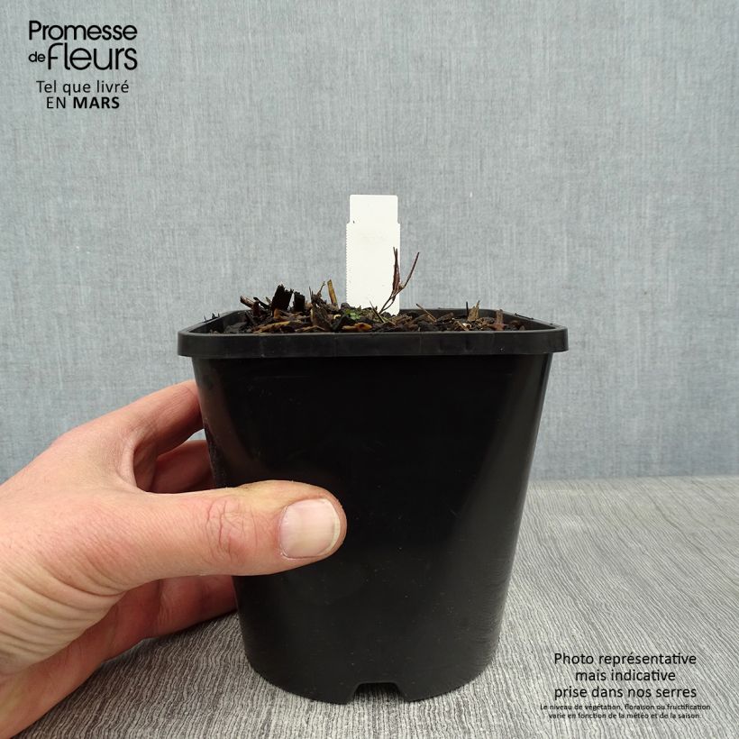 Hosta Amalia 1.5L/2L pot sample as delivered in winter