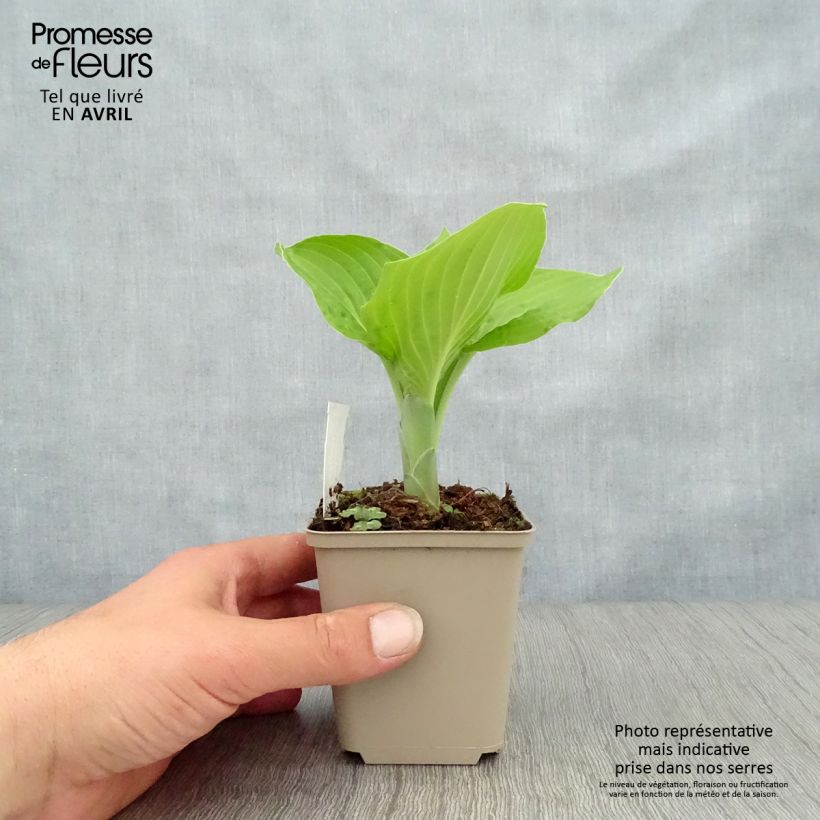 Hosta August Moon 8/9 cm pot sample as delivered in spring