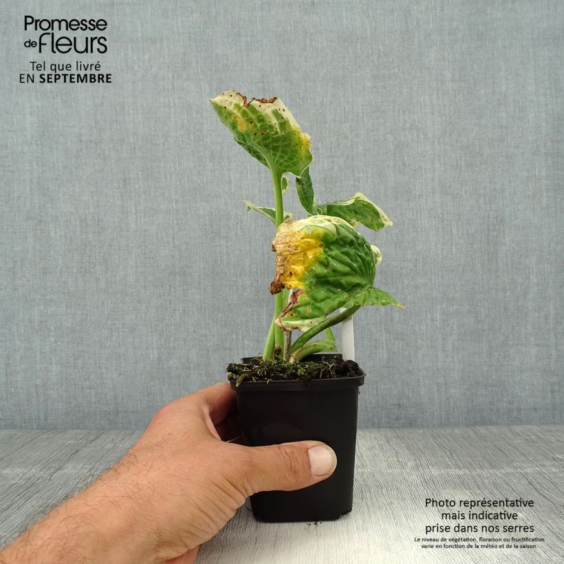 Hosta Austin Dickinson 8/9 cm pot sample as delivered in autumn