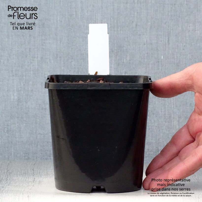 Hosta Autumn Frost 1.5L/2L pot sample as delivered in spring