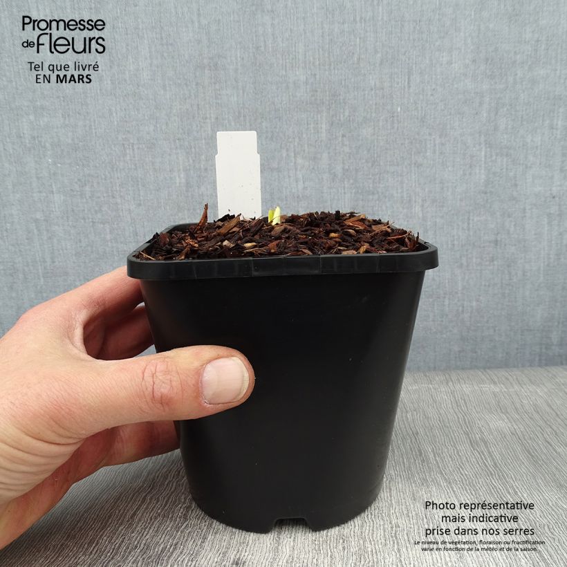 Hosta Autumn Frost 1.5L/2L pot sample as delivered in winter