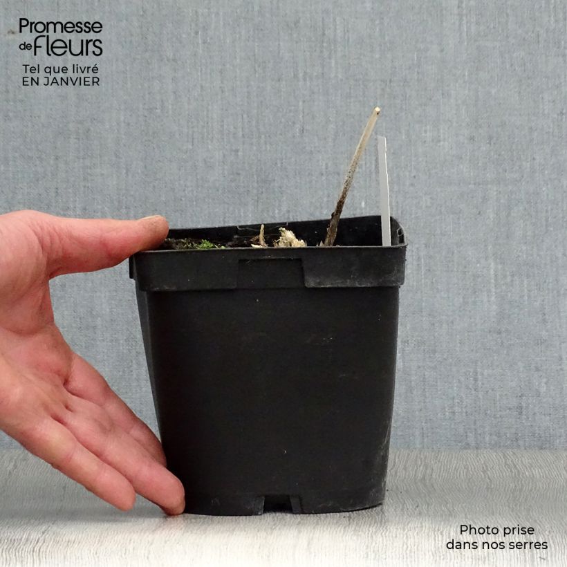 Hosta Big Daddy 2L/3L pot sample as delivered in winter