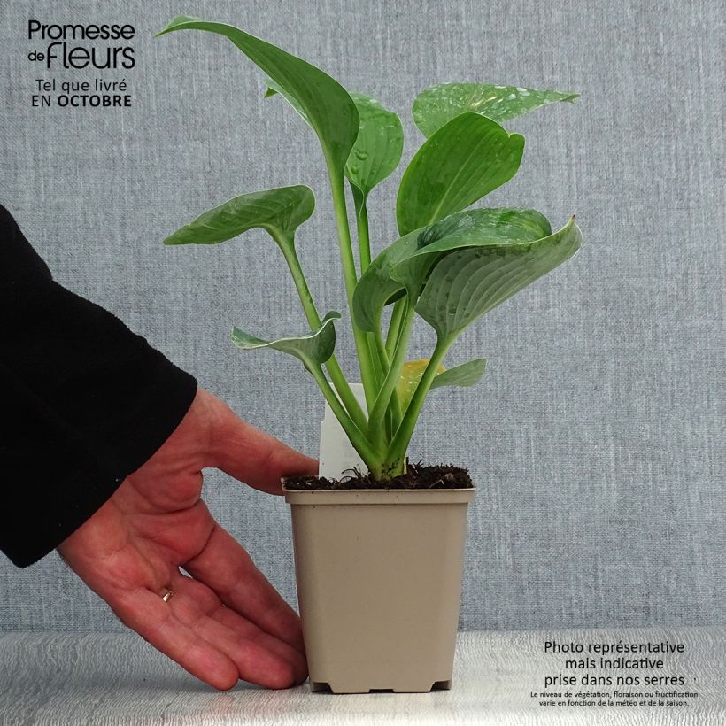 Hosta Big Mama 8/9 cm pot sample as delivered in autumn