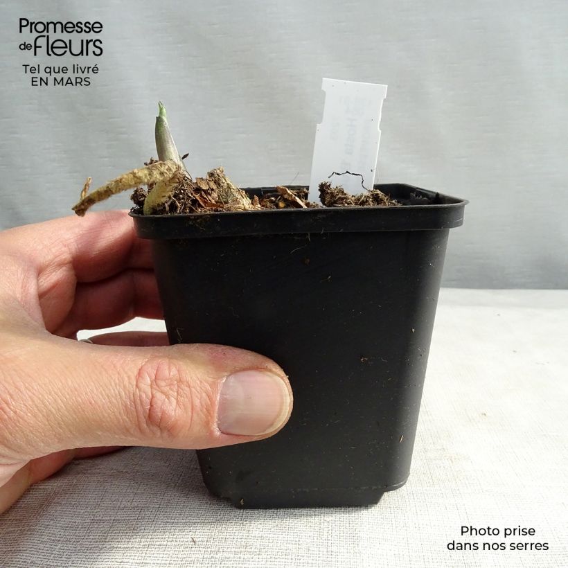 Hosta Blue Angel 8/9 cm pot sample as delivered in spring