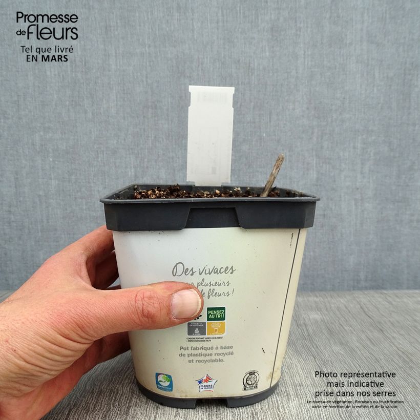 Hosta Blue Angel 1.5L/2L pot sample as delivered in winter