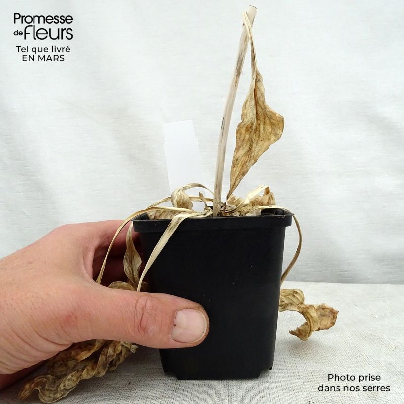 Hosta Blue Cadet 8/9 cm pot sample as delivered in spring