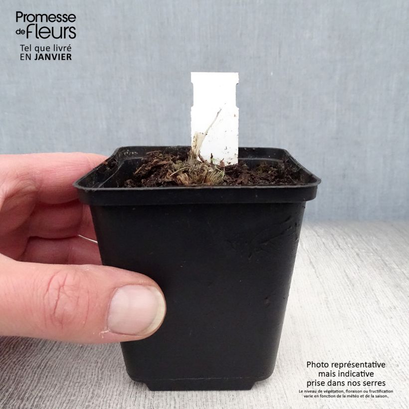 Hosta Blue Mouse Ears 8/9 cm pot sample as delivered in winter