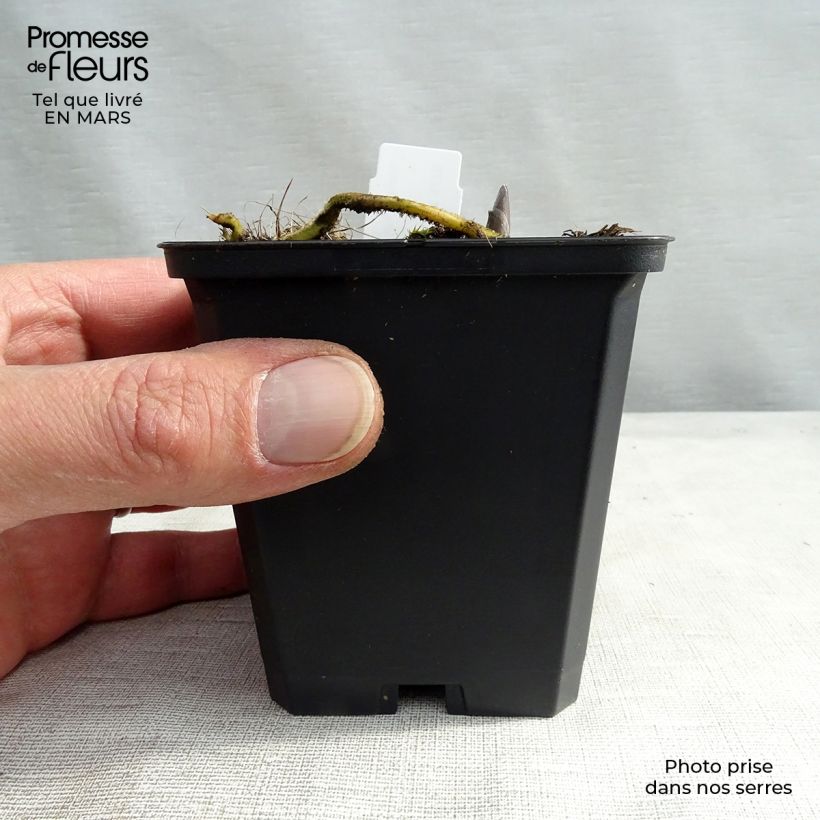 Hosta Blue Umbrellas 8/9 cm pot sample as delivered in spring