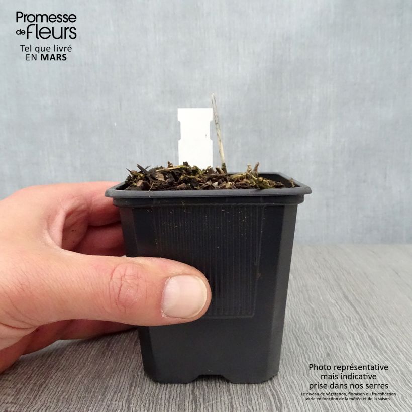 Hosta Bressingham Blue 8/9 cm pot sample as delivered in spring