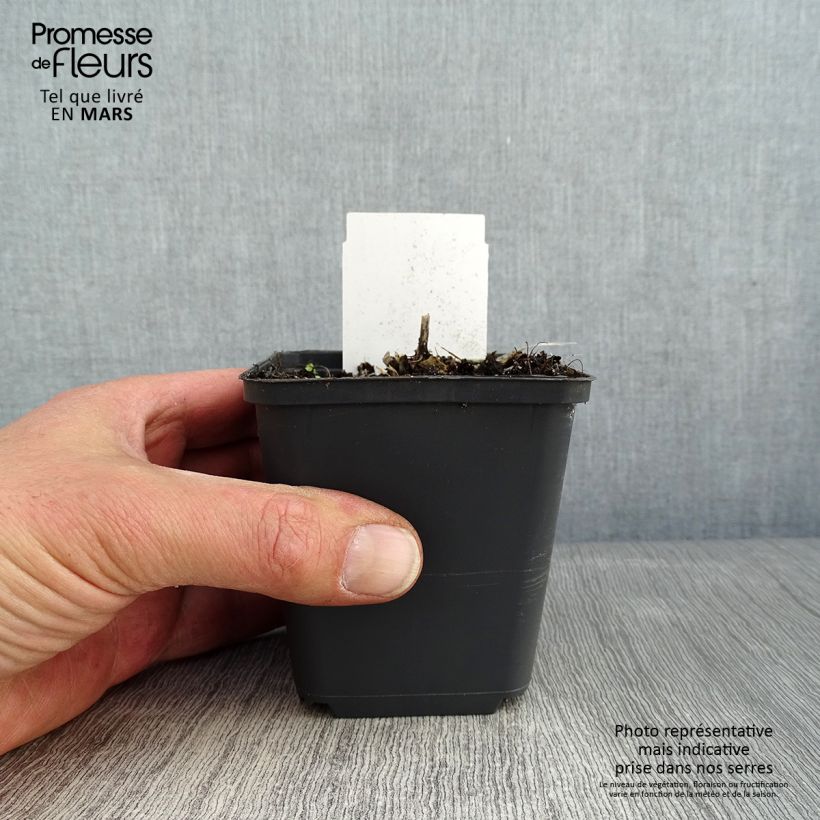 Hosta Canadian Blue 8/9 cm pot sample as delivered in winter