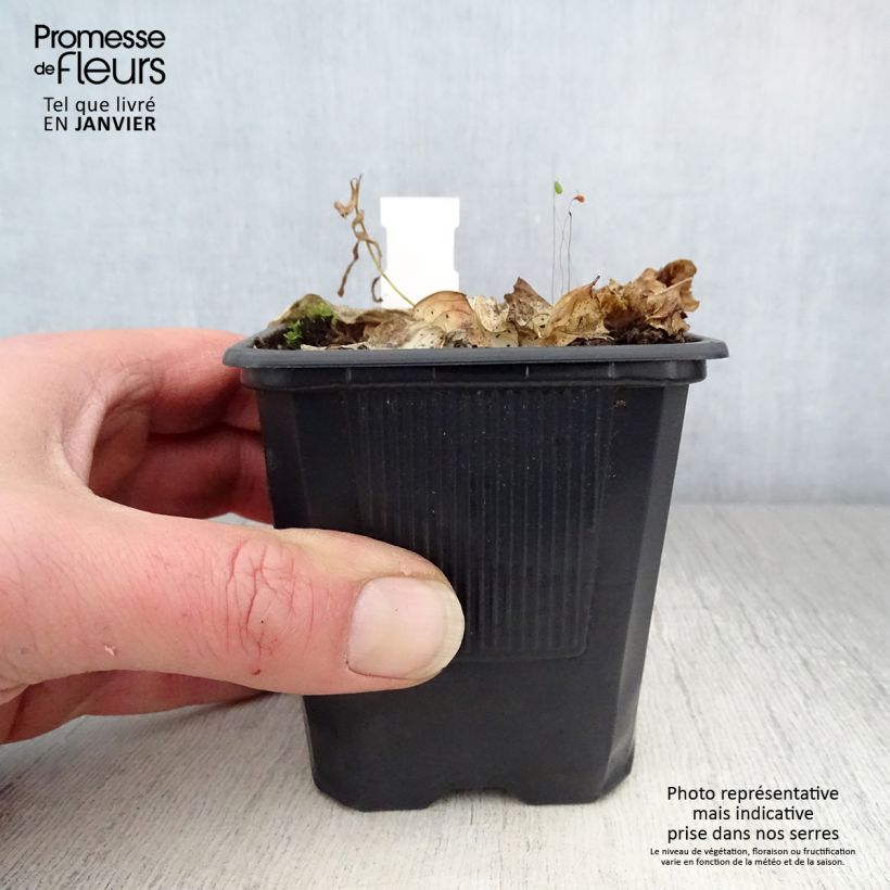 Hosta Carnival 8/9 cm pot sample as delivered in winter