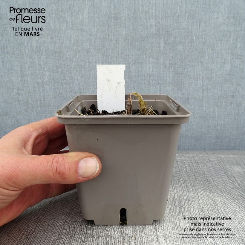 Hosta Center Of Attention 1L/1.5L pot sample as delivered in winter