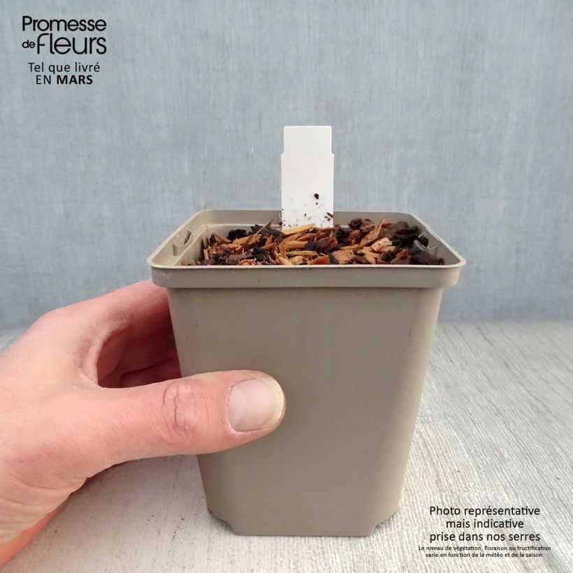 Hosta Cherry Berry 8/9 cm pot sample as delivered in spring