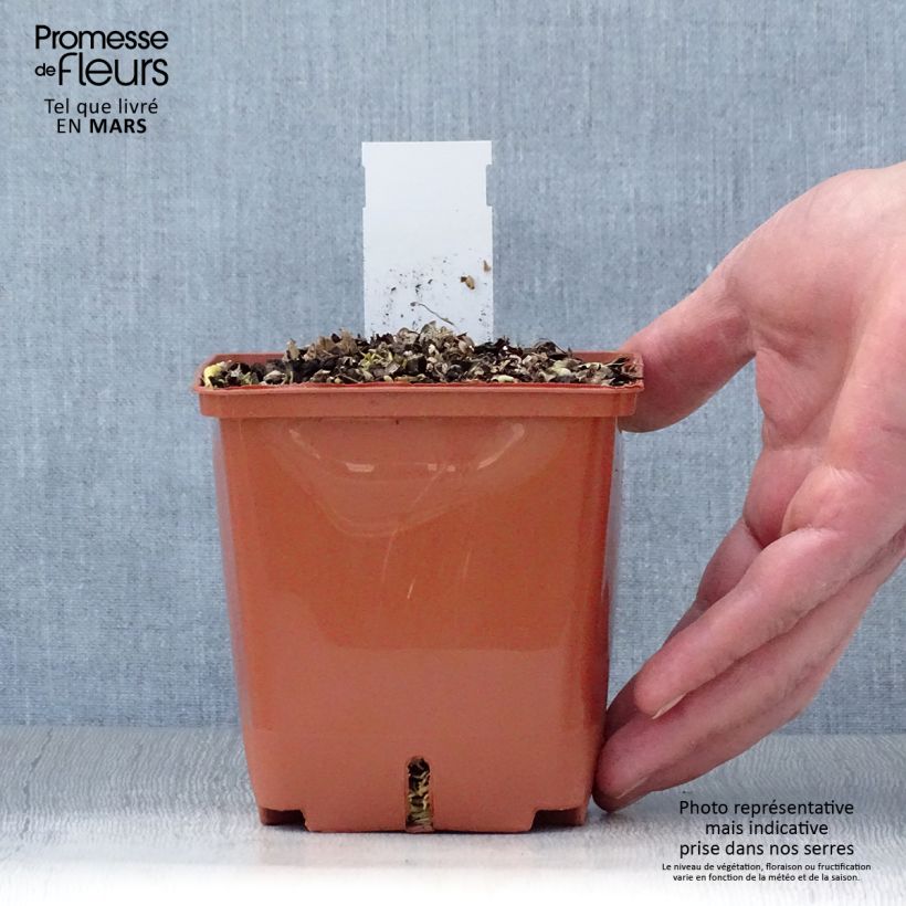 Hosta Christmas Tree 1L/1.5L pot sample as delivered in spring