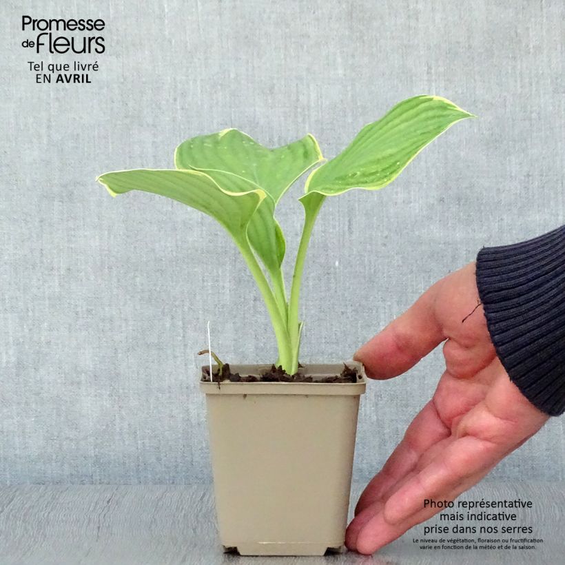 Hosta Cliffords Forest Fire 8/9 cm pot sample as delivered in spring