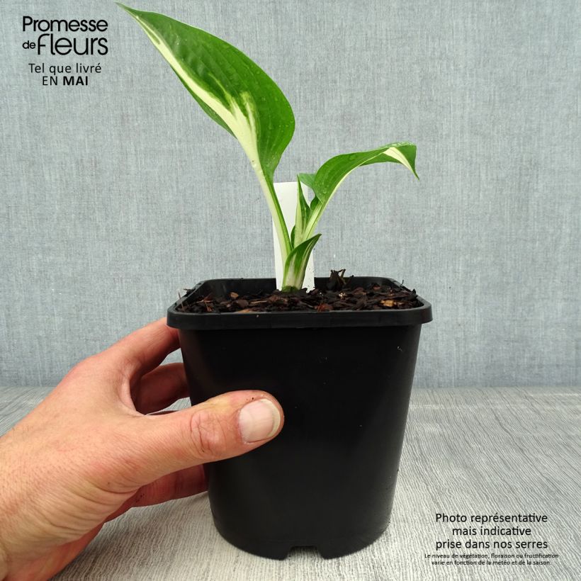 Hosta Cliffords Stingray 1.5L/2L pot sample as delivered in spring