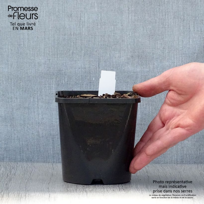 Hosta Coast to Coast 1.5L/2L pot sample as delivered in spring