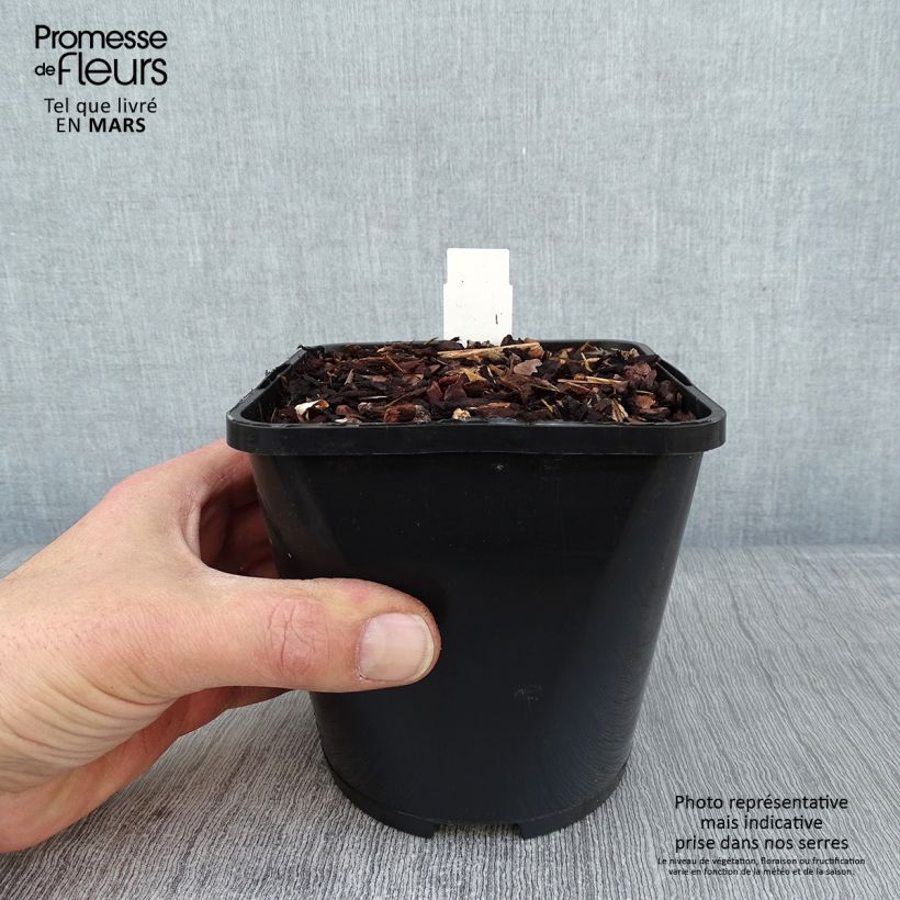 Hosta Colour Festival 1.5L/2L pot sample as delivered in winter