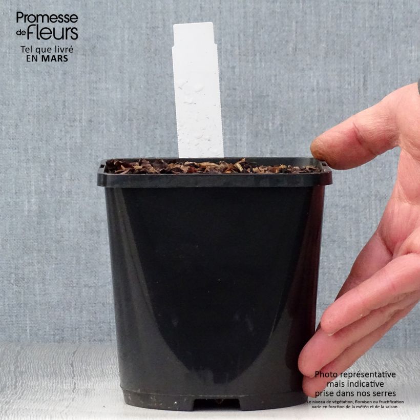 Hosta Colour Festival 1.5L/2L pot sample as delivered in spring