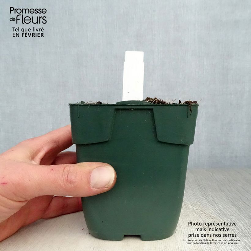 Hosta Delta Dawn 8/9 cm pot sample as delivered in winter