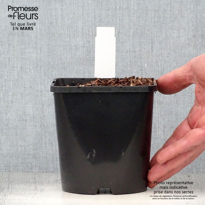 Hosta Diamond Lake 1.5L/2L pot sample as delivered in spring