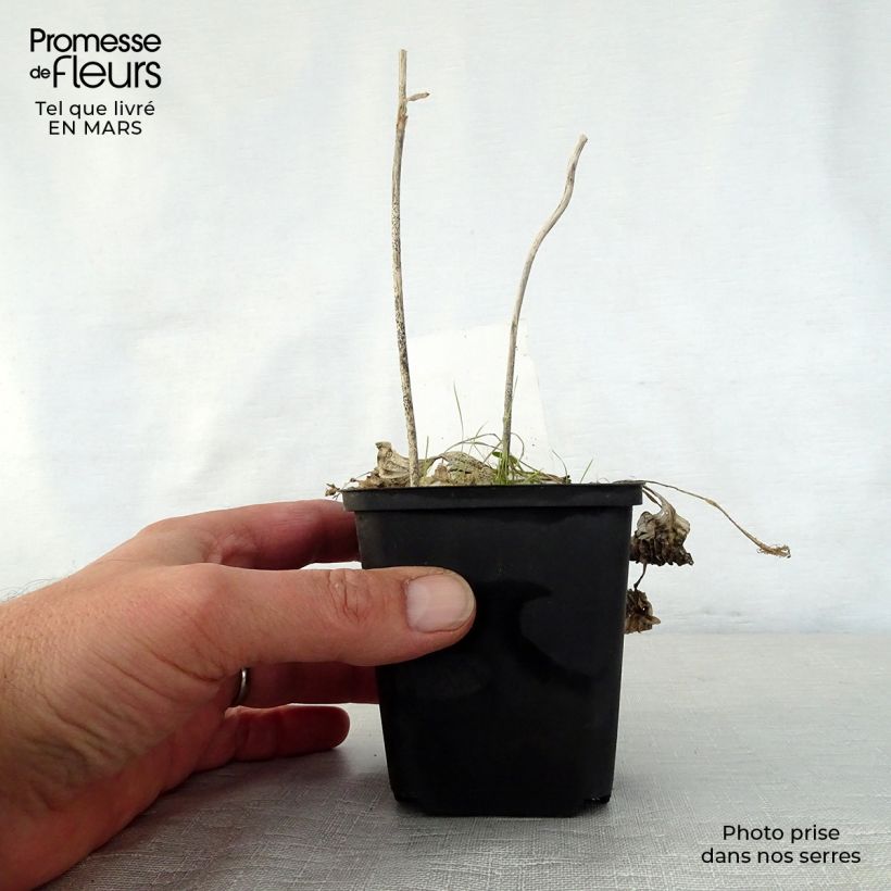 Hosta Diamond Tiara 8/9 cm pot sample as delivered in spring