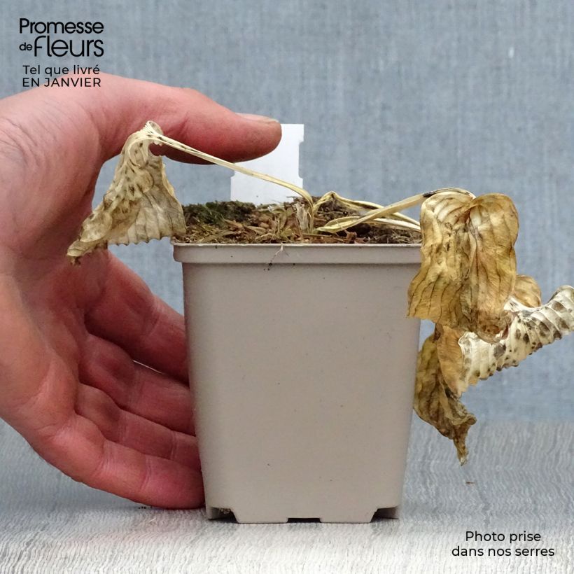 Hosta Dream Queen 8/9 cm pot sample as delivered in winter