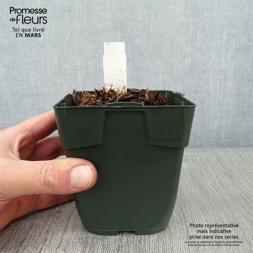 Hosta Elisabeth 8/9 cm pot sample as delivered in winter