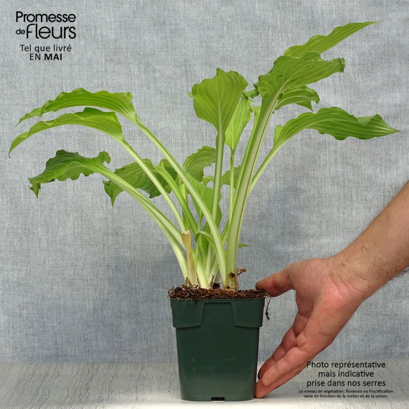 Hosta Elisabeth 8/9 cm pot sample as delivered in spring