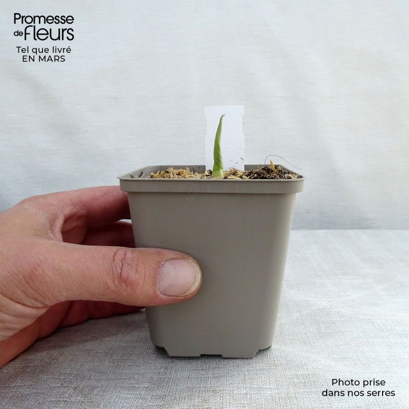 Hosta Empress Wu 8/9 cm pot sample as delivered in spring