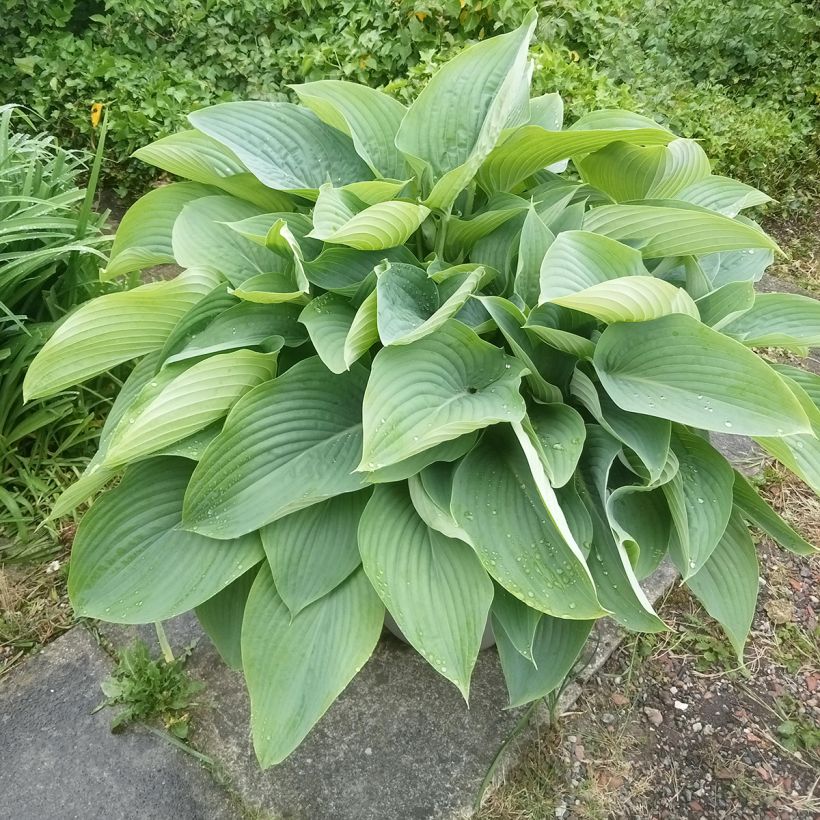 Hosta Empress Wu (Plant habit)