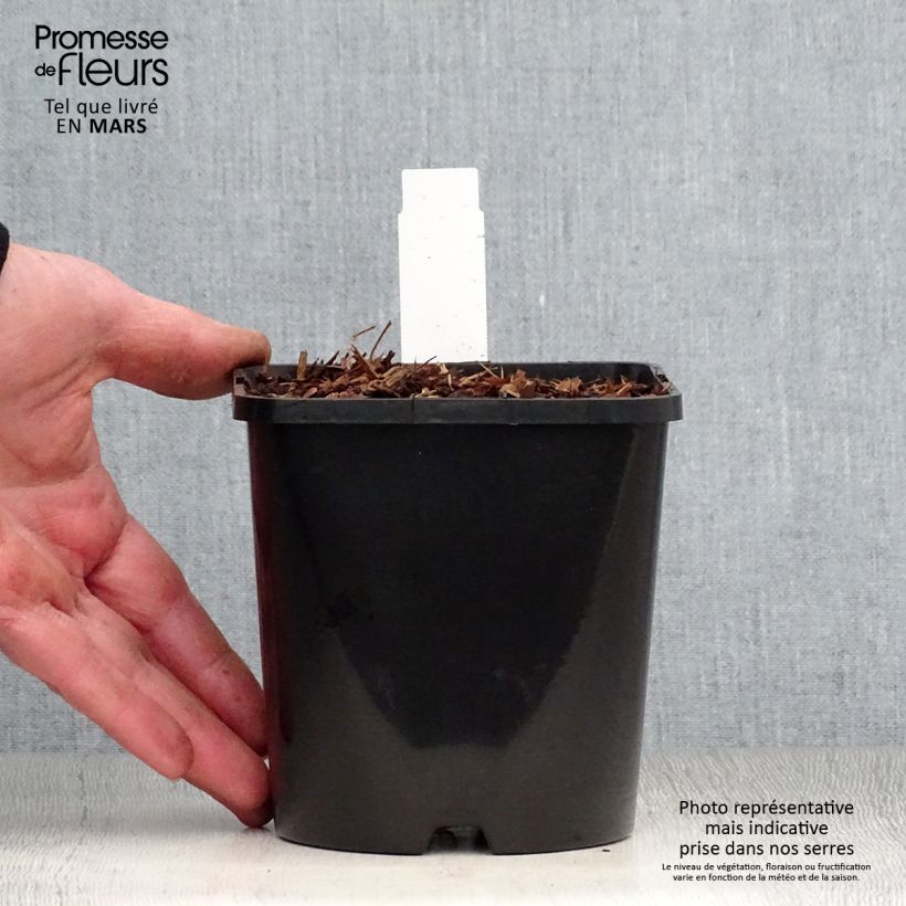 Hosta Empress Wu 1.5L/2L pot sample as delivered in spring