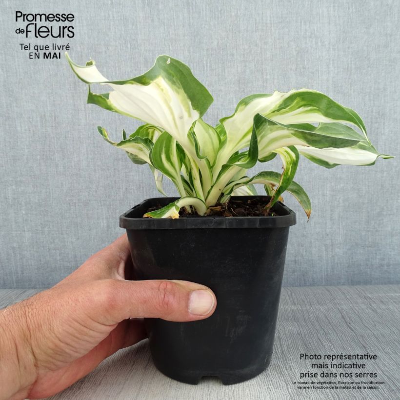 Hosta Enterprise 1.5L/2L pot sample as delivered in spring