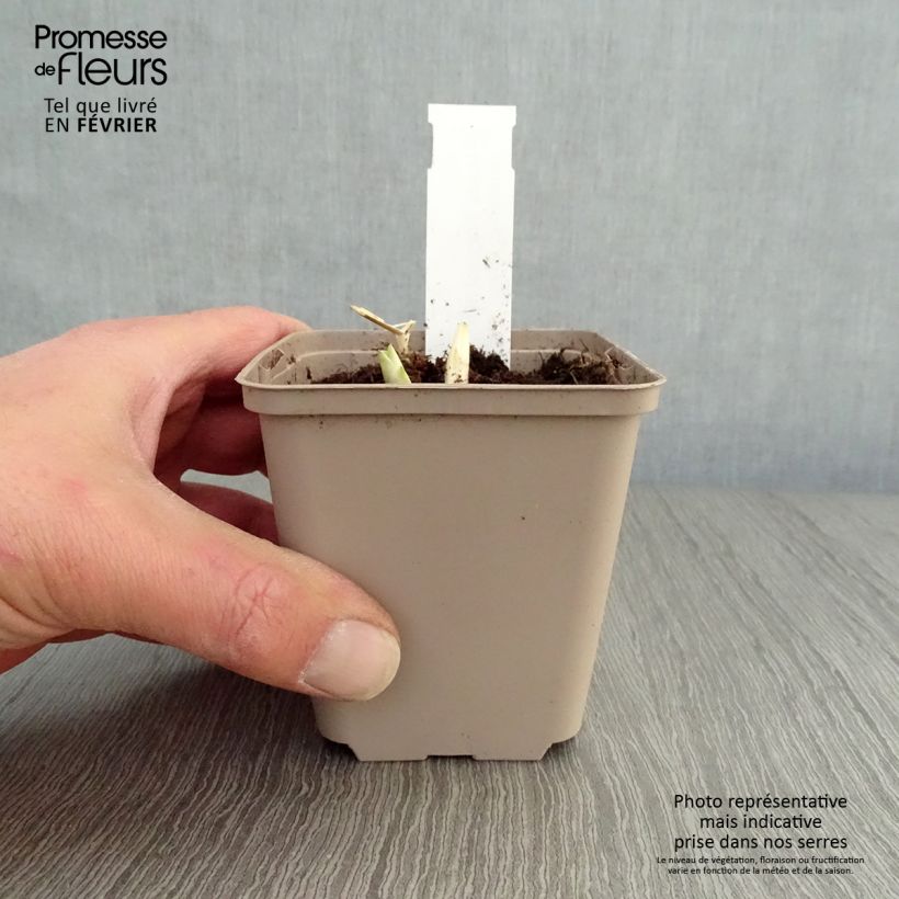 Hosta Fragrant Blue 8/9 cm pot sample as delivered in winter