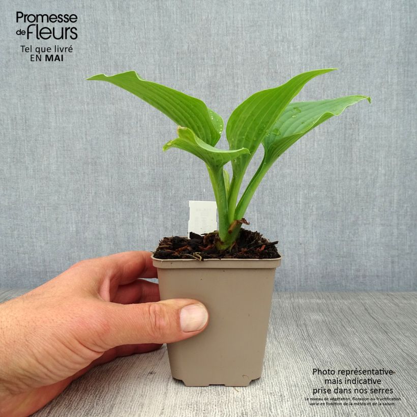 Hosta Fragrant Blue 8/9 cm pot sample as delivered in spring