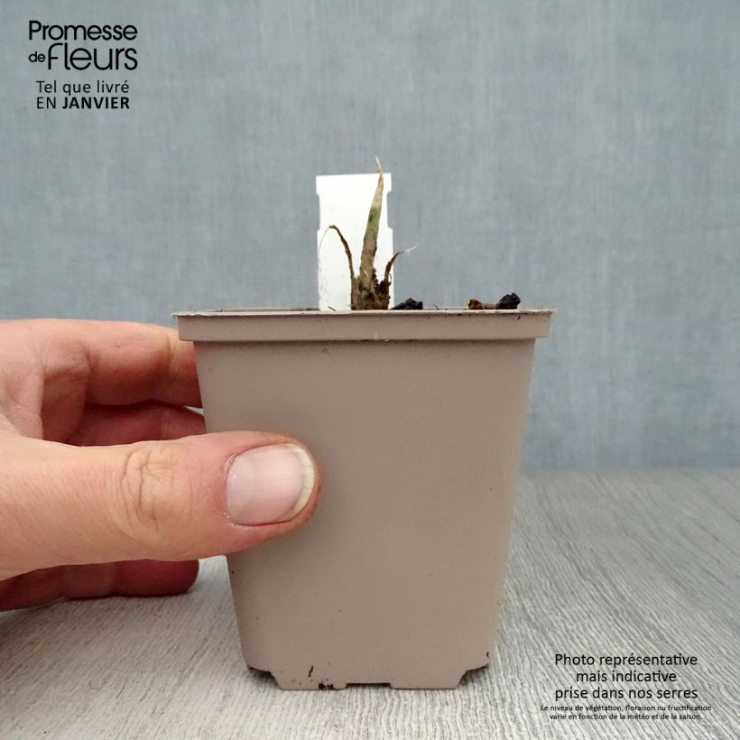 Hosta Fragrant Bouquet 8/9 cm pot sample as delivered in winter